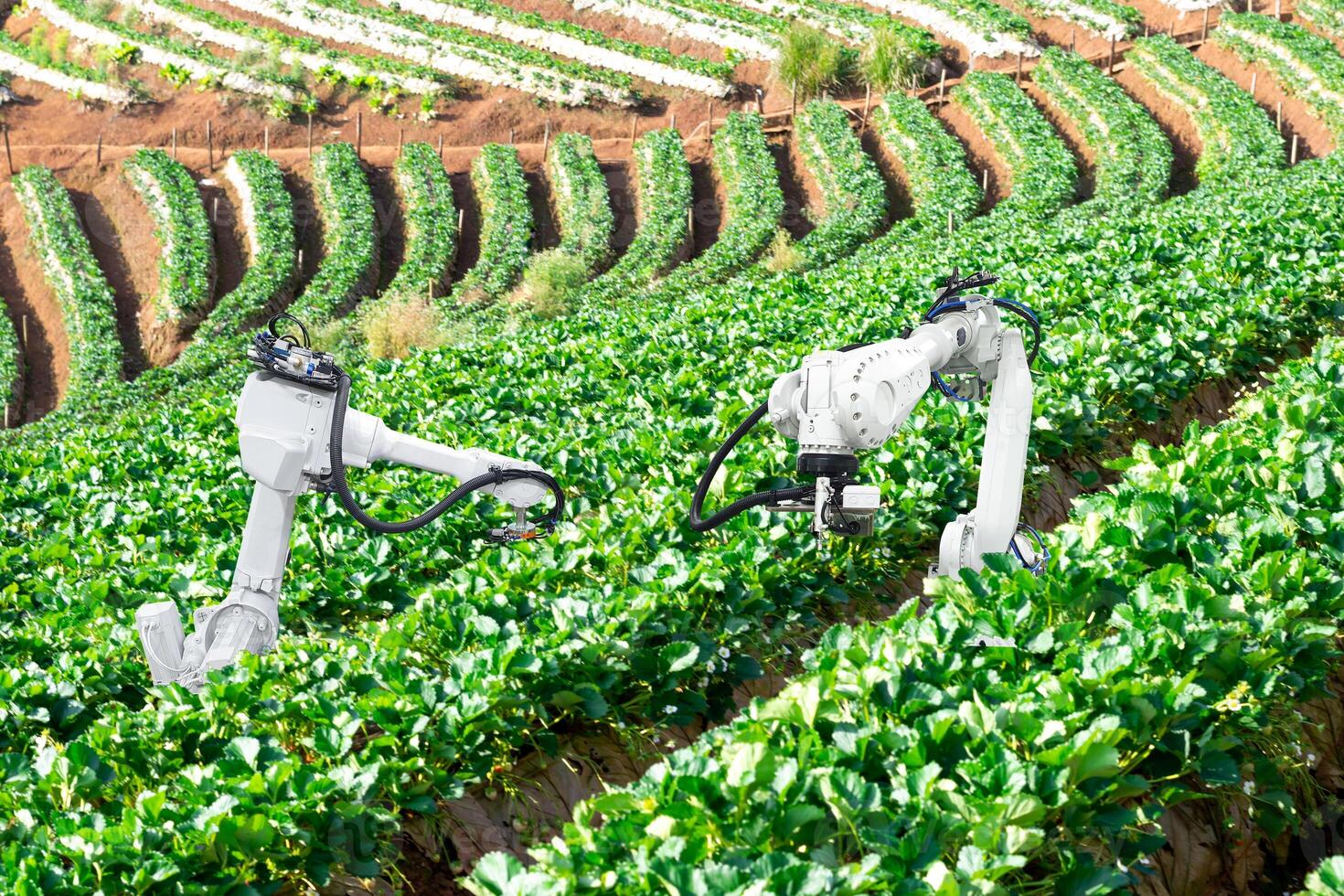 artificial intelligence the concept of using robots in agriculture photo