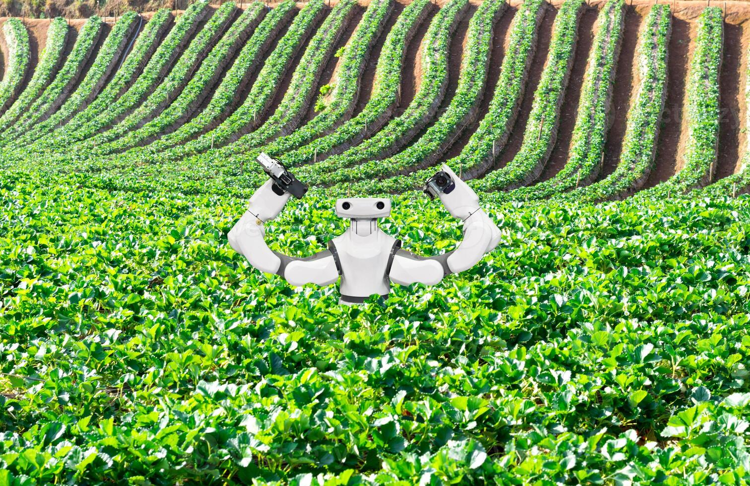 artificial intelligence the concept of using robots in agriculture photo