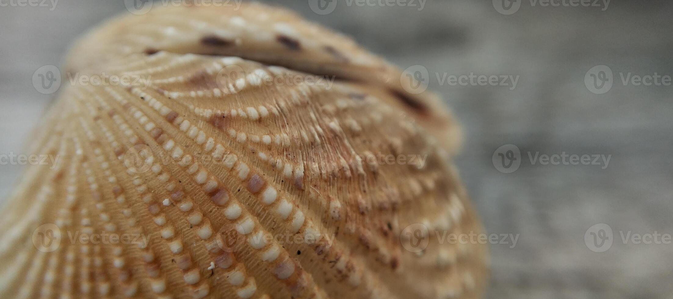 Seashell on a wooden background. Close-up. Selective focus. photo