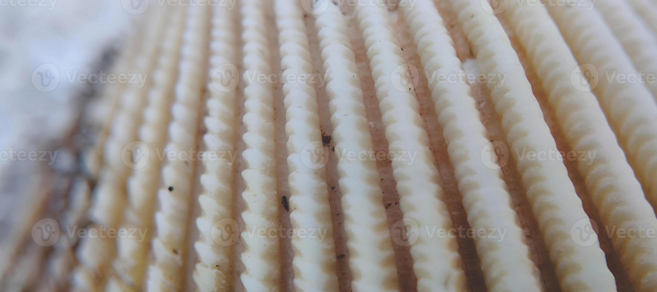 Macro shot of a sea shell. Shallow depth of field. photo