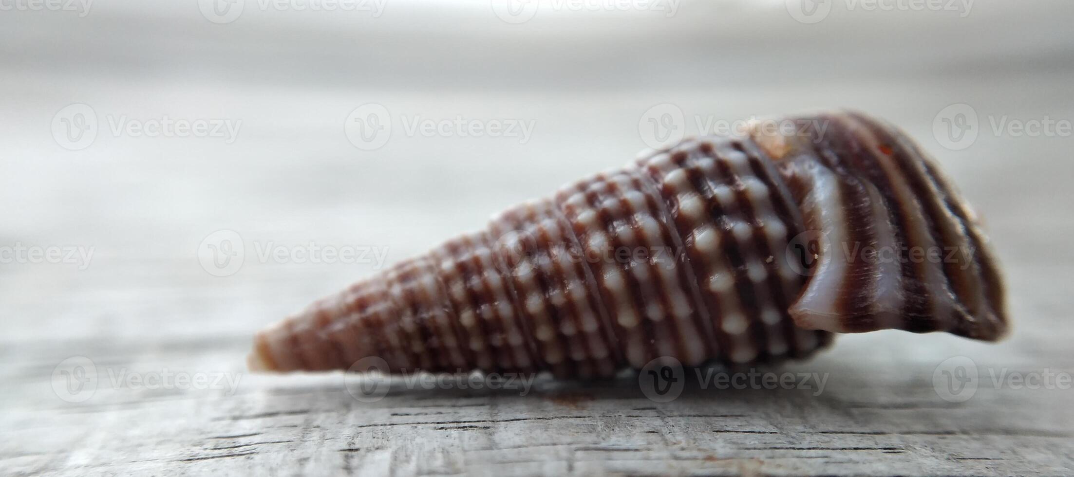 Seashell on a wooden background. Close-up. Selective focus. photo