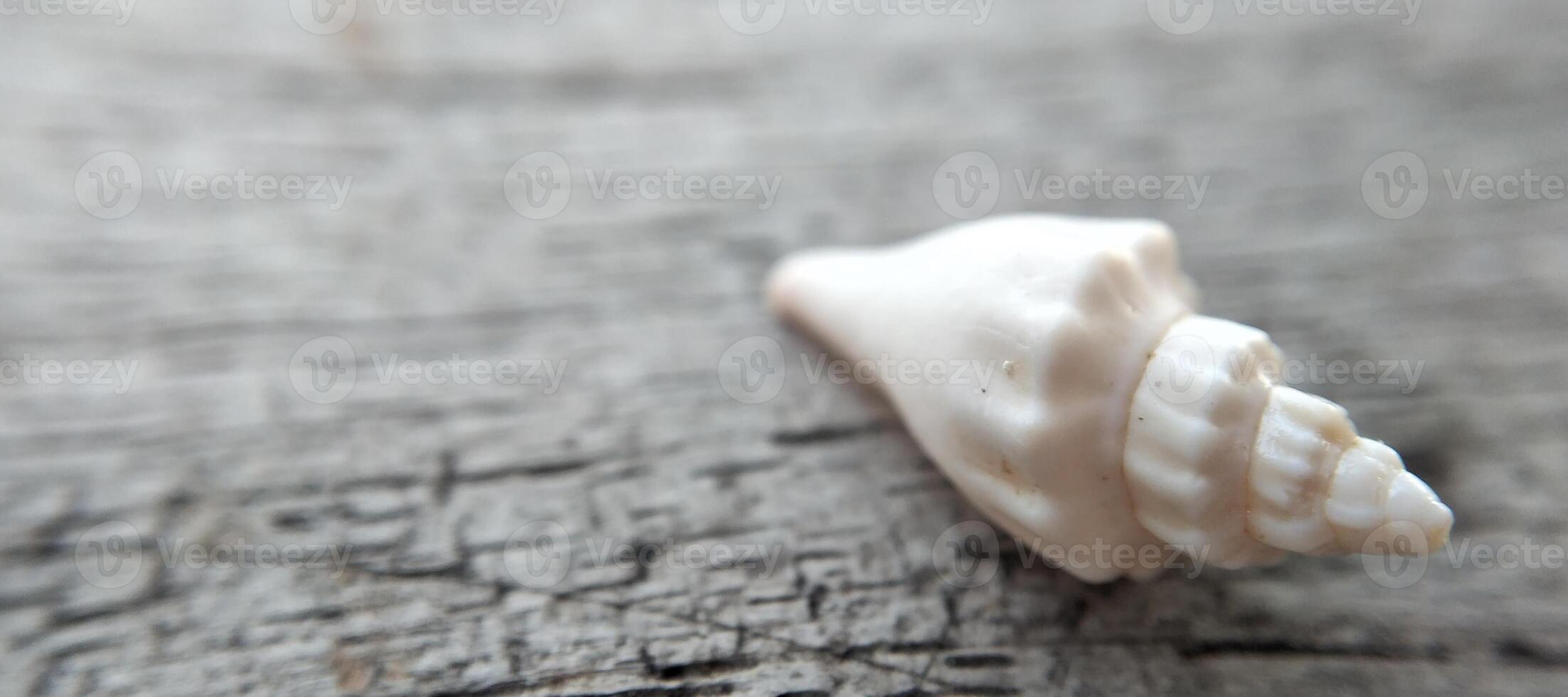 Seashell on a wooden background. Close-up. Selective focus. photo