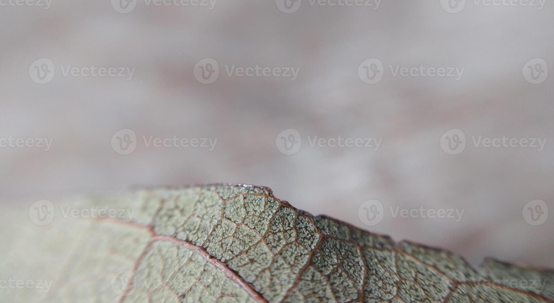 Dry leaf macro closeup. Natural background with copy space. photo