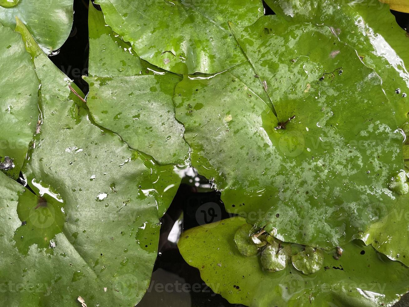 Lotus agriculture farm, lotus plant in the pond, lotus planting for flower picking, raindrop on green leaf, photo