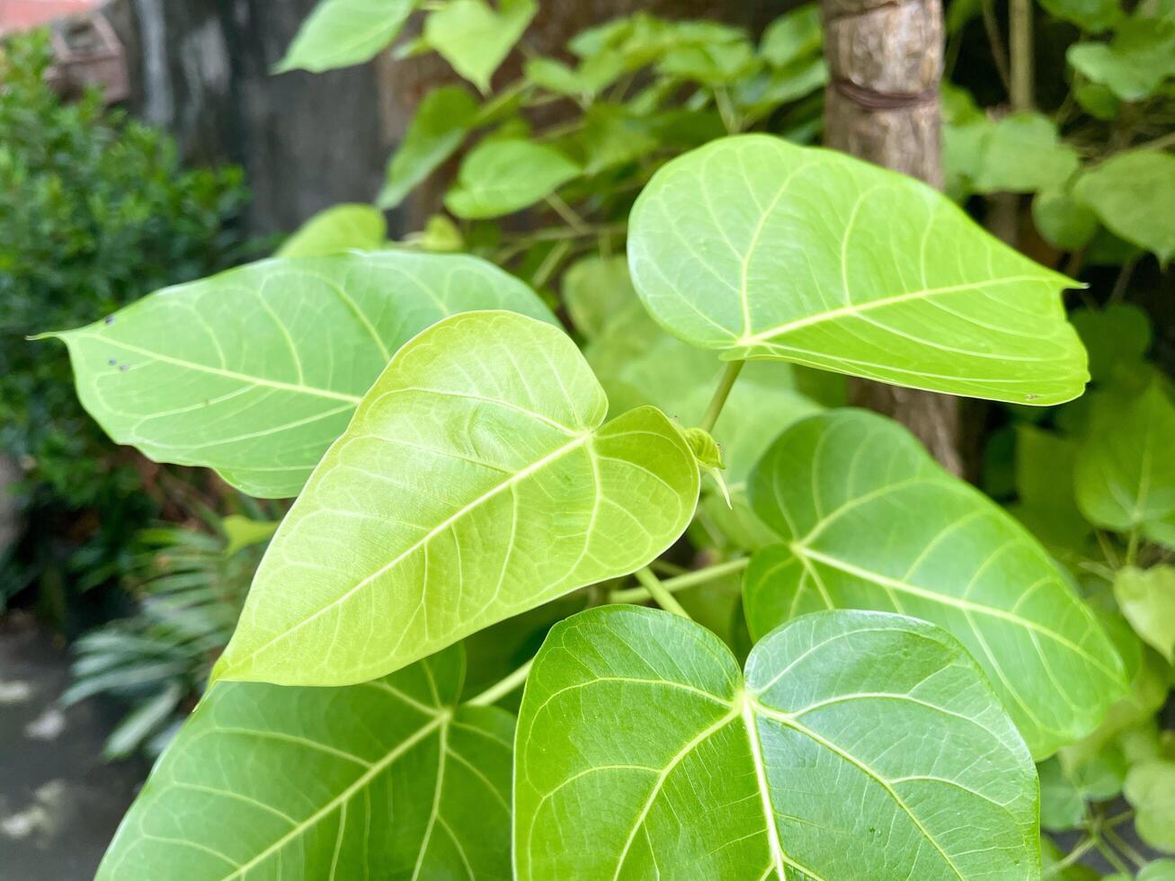 Bodhi tree leaves or sacred fig leaves background ficus religiosa photo