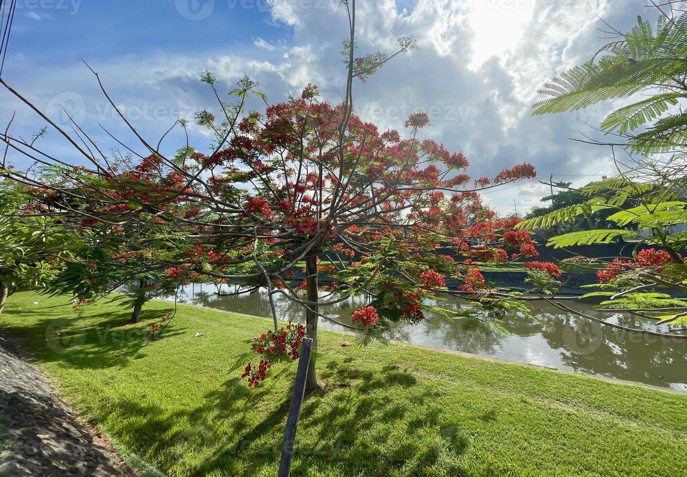 beautiful red flowering trees, Lush green foliage and blooming Of Royal Poinciana Flame Tree flowers under a blue sky photo