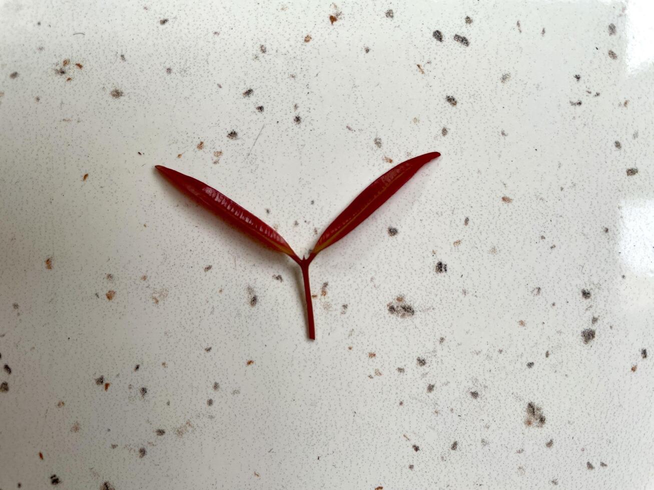 Red Garnet leaf isolated in white background photo