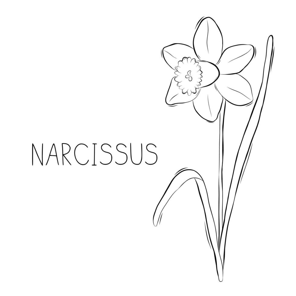 bosquejo vector ilustración de narciso o narcisos flor en garabatear estilo. botánico medicinal hierbas. un de moda rústico planta.