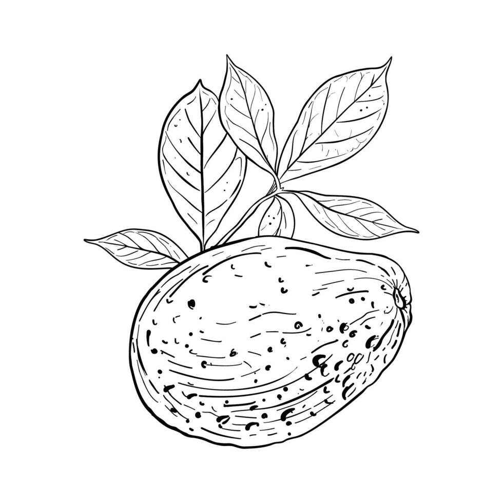 aguacate todo con hoja vector ilustración. aguacate Fruta árbol rama con hojas. negro contorno gráfico dibujo. tropical follaje tinta contorno. negro línea silueta