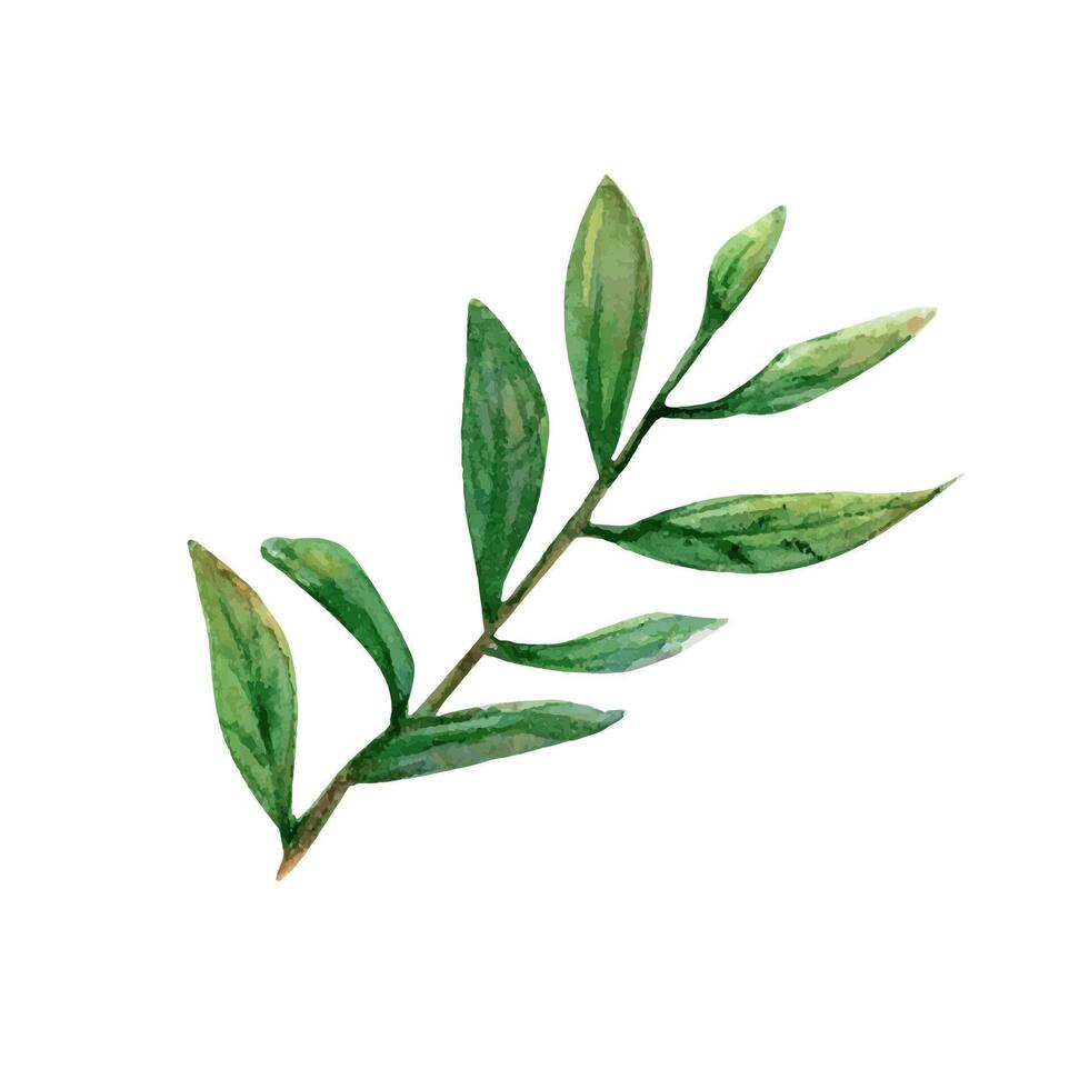 Branch twig leaves watercolor drawing. Field spring plant green illustration. Olive cranberry stick isolated white background vector