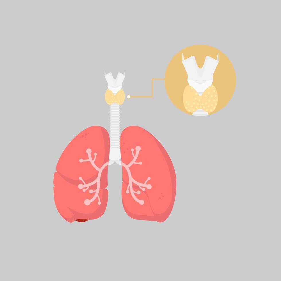 lungs and thyroid gland, internal organs anatomy body part nervous system, vector illustration cartoon flat design clip art