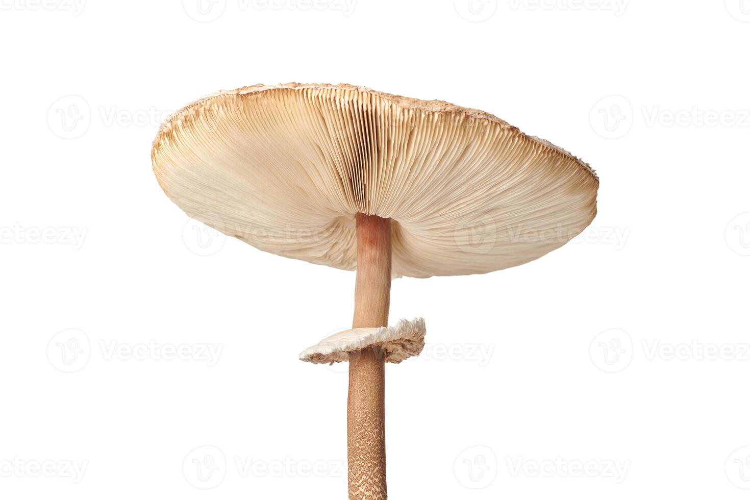 Macrolepiota procera parasol mushroom isolated on white background, brown mushroom with big cap photo