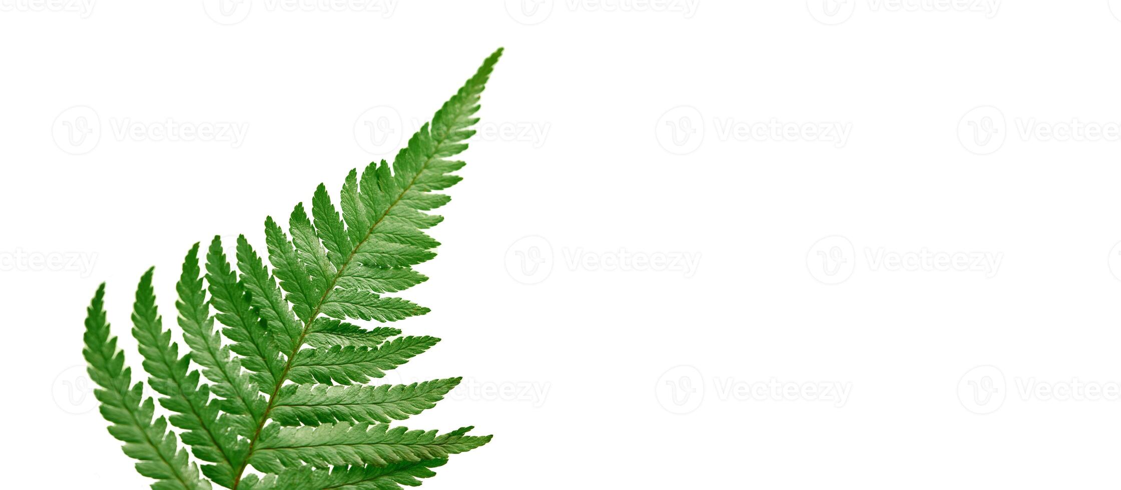 Green fern branch isolated on white background banner with right copy space, Polypodiopsida plant photo