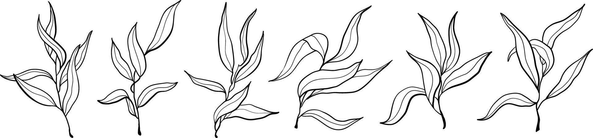 Vector hand drawn nature olive branches icons set. Doodle plants illustration isolated on white background.