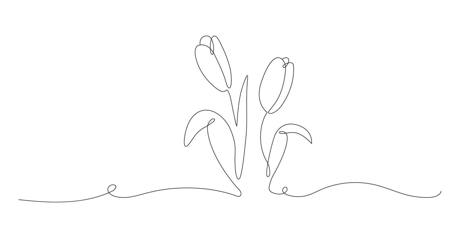 Two tulips in continuous line art vector