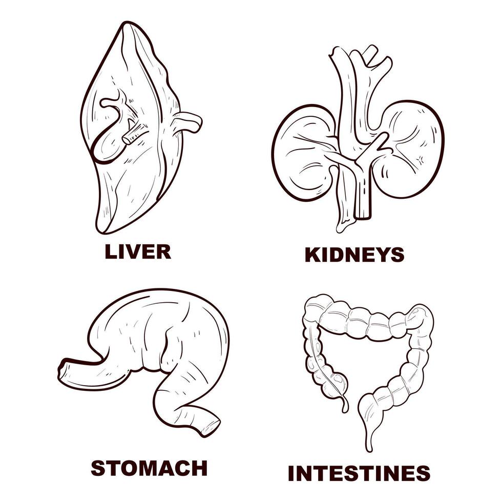 Set of hand drawn line art human body anatomy Flash tattoo or print design vector illustration.
