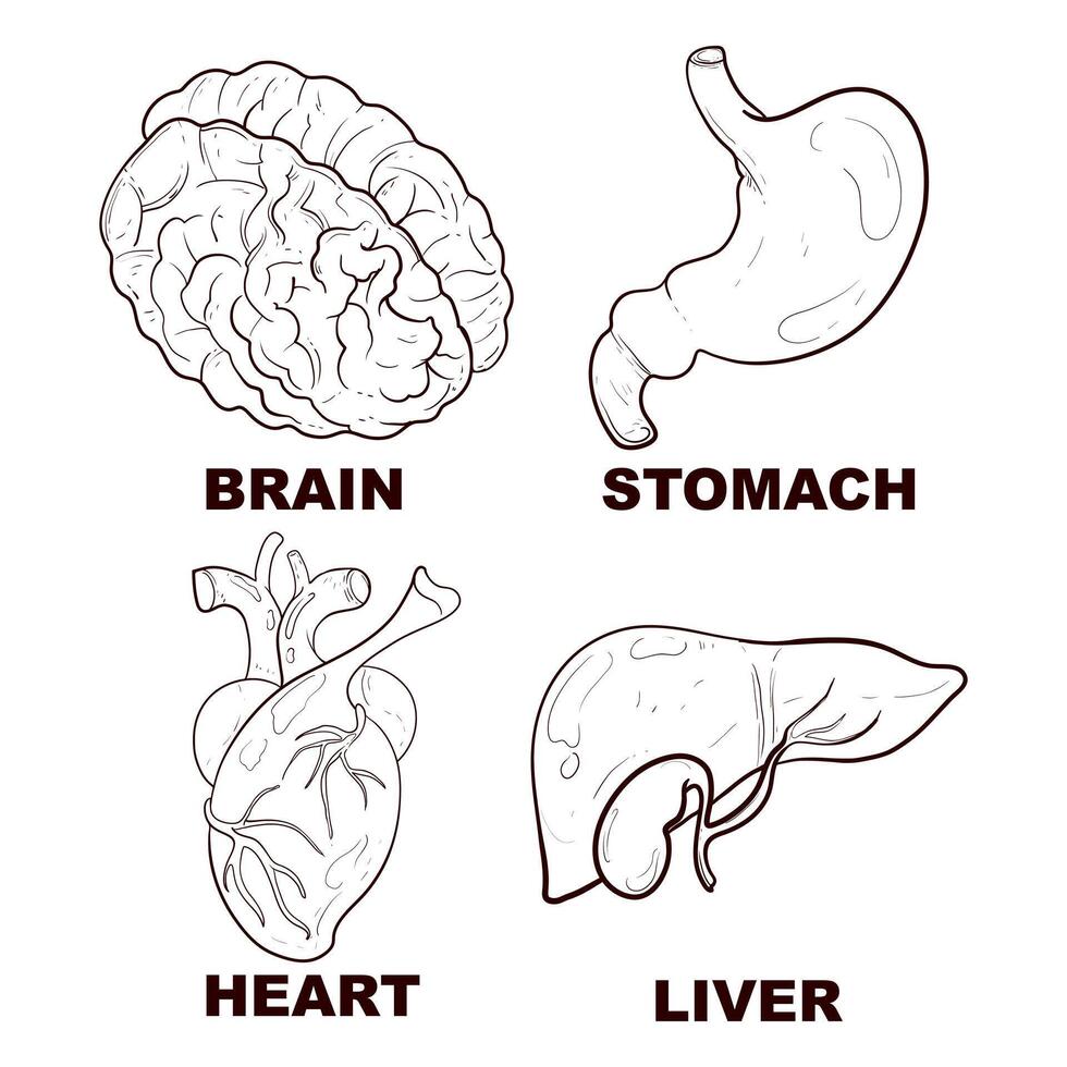 Set of hand drawn line art human body anatomy Flash tattoo or print design vector illustration.