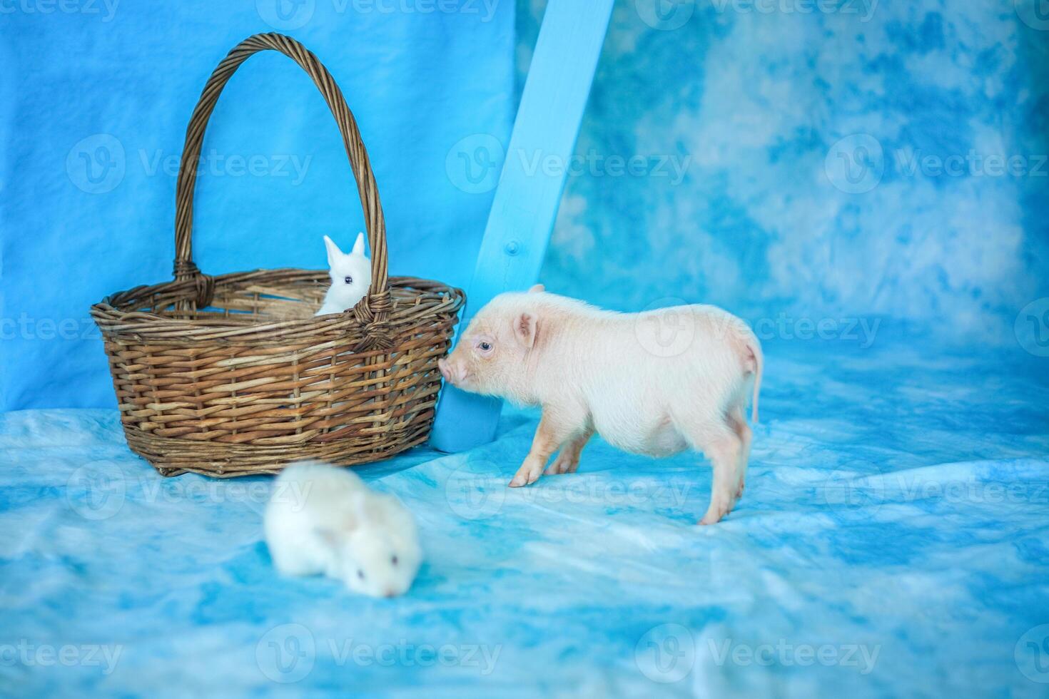 Cute funny piggy. A mini pig. photo