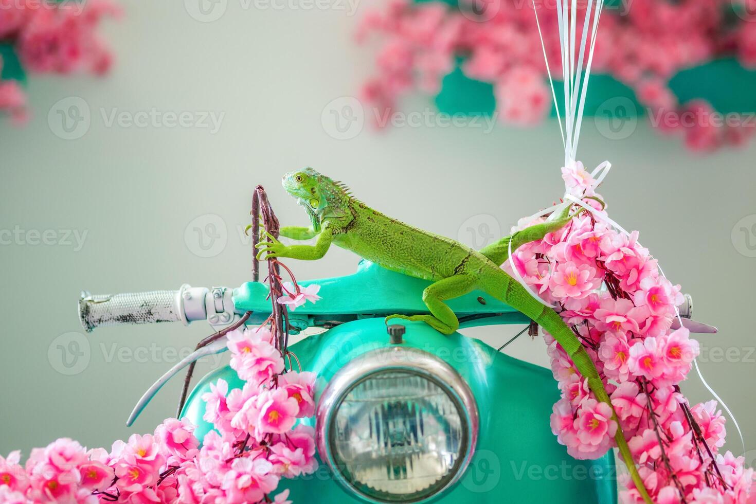 Green iguana close-up, animal close-up. photo