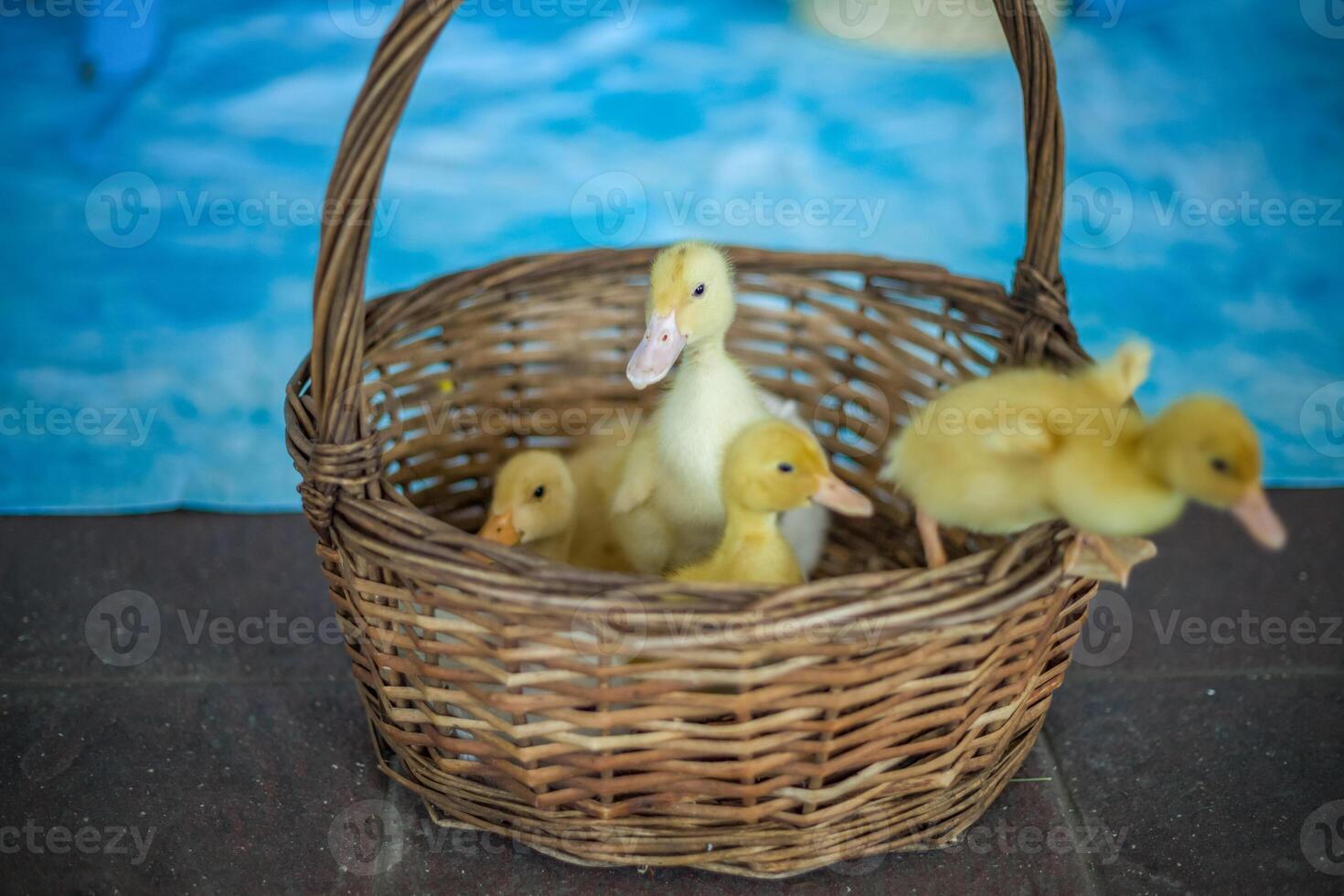 The ducks are at home. Light and dark ducklings walk freely. Close-up, top view, a group of adorable little yellow ducklings. photo
