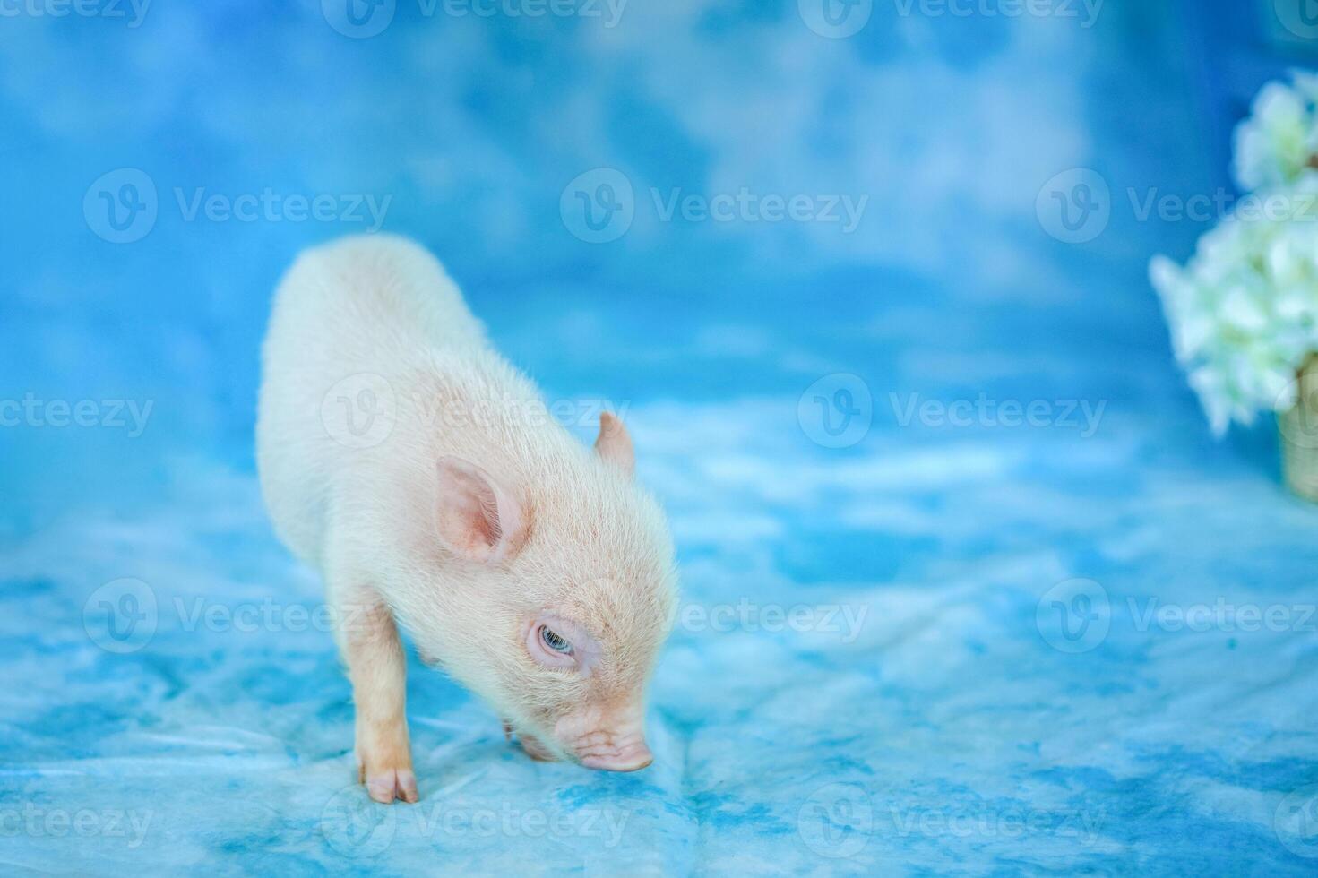 linda gracioso cerdito. un mini cerdo. foto