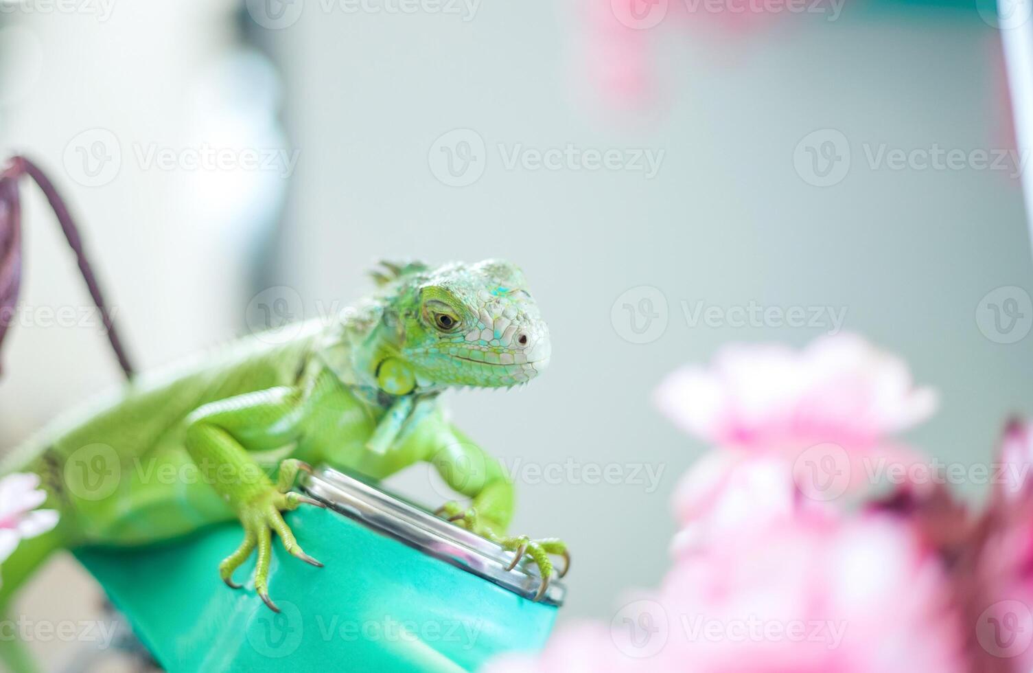 Green iguana close-up, animal close-up. photo