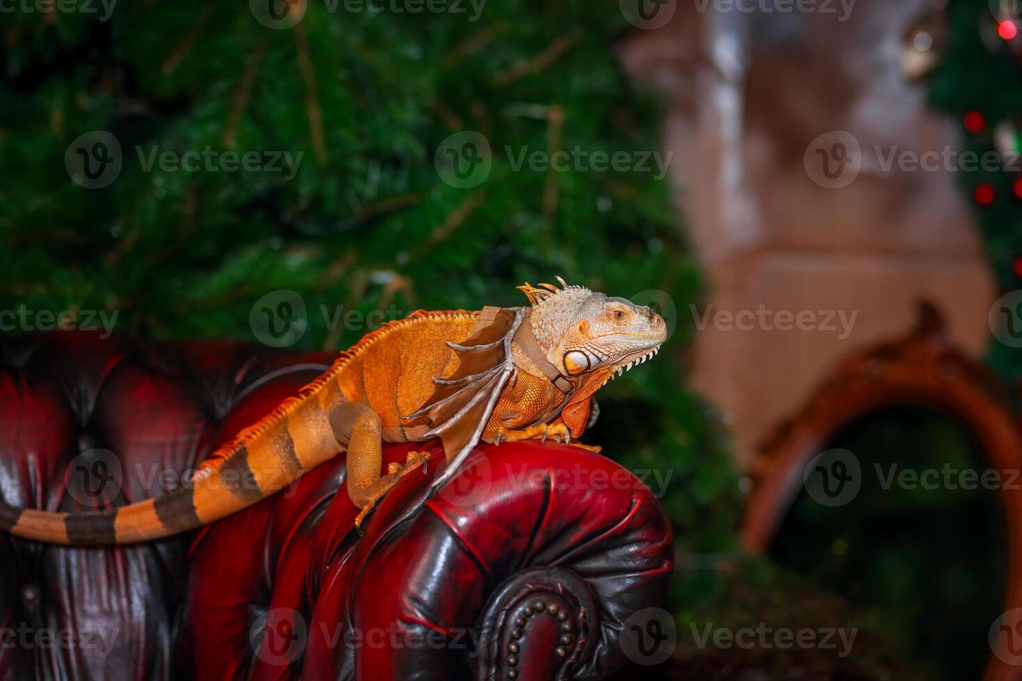 A red iguana. A large herbivorous lizard of the iguana family with dragon wings. photo