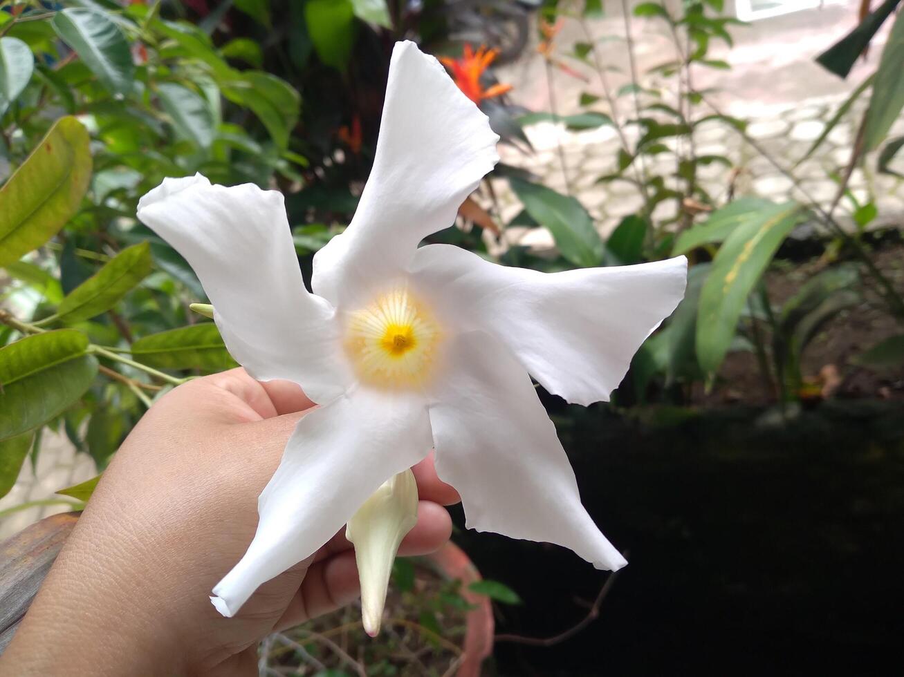 A women hand holding a white lily flower photo