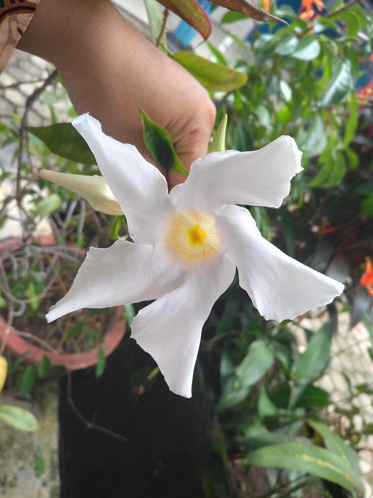 A women hand holding a white lily flower photo