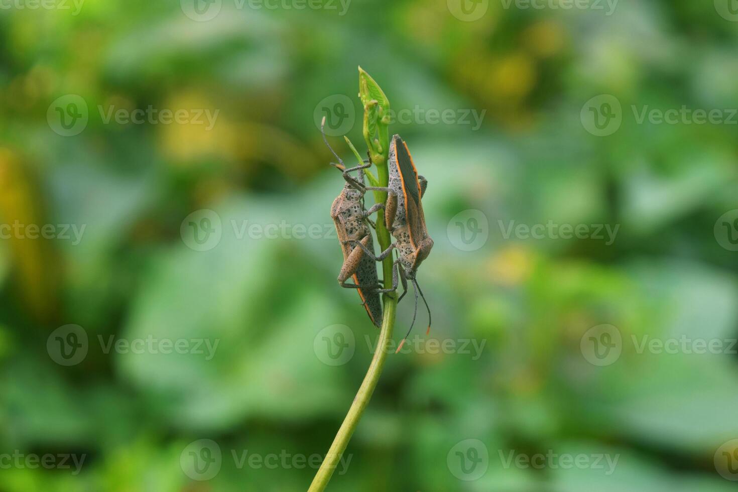 Pentatomomorpha hanging out together on a leaf photo