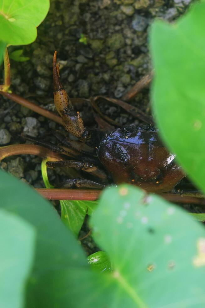 The crab was hiding in the leave photo