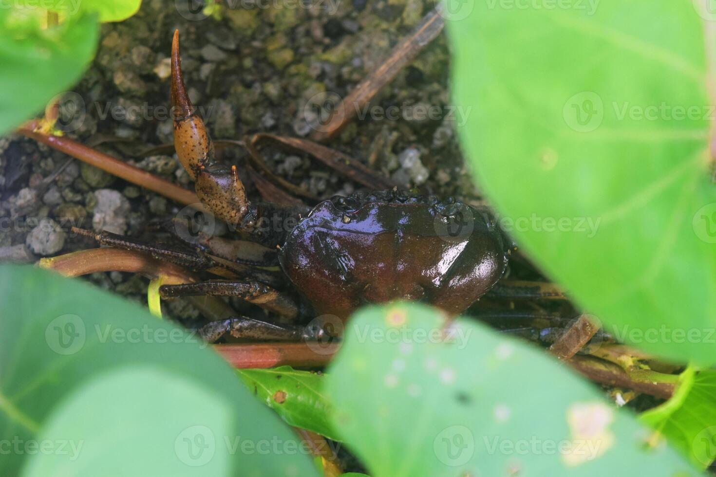 The crab was hiding in the leaves photo