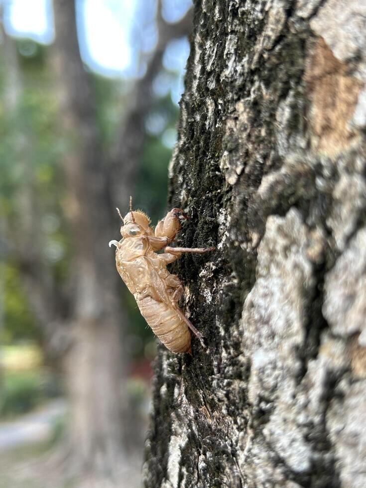 Cicada Shell Clings to Tree Bark photo