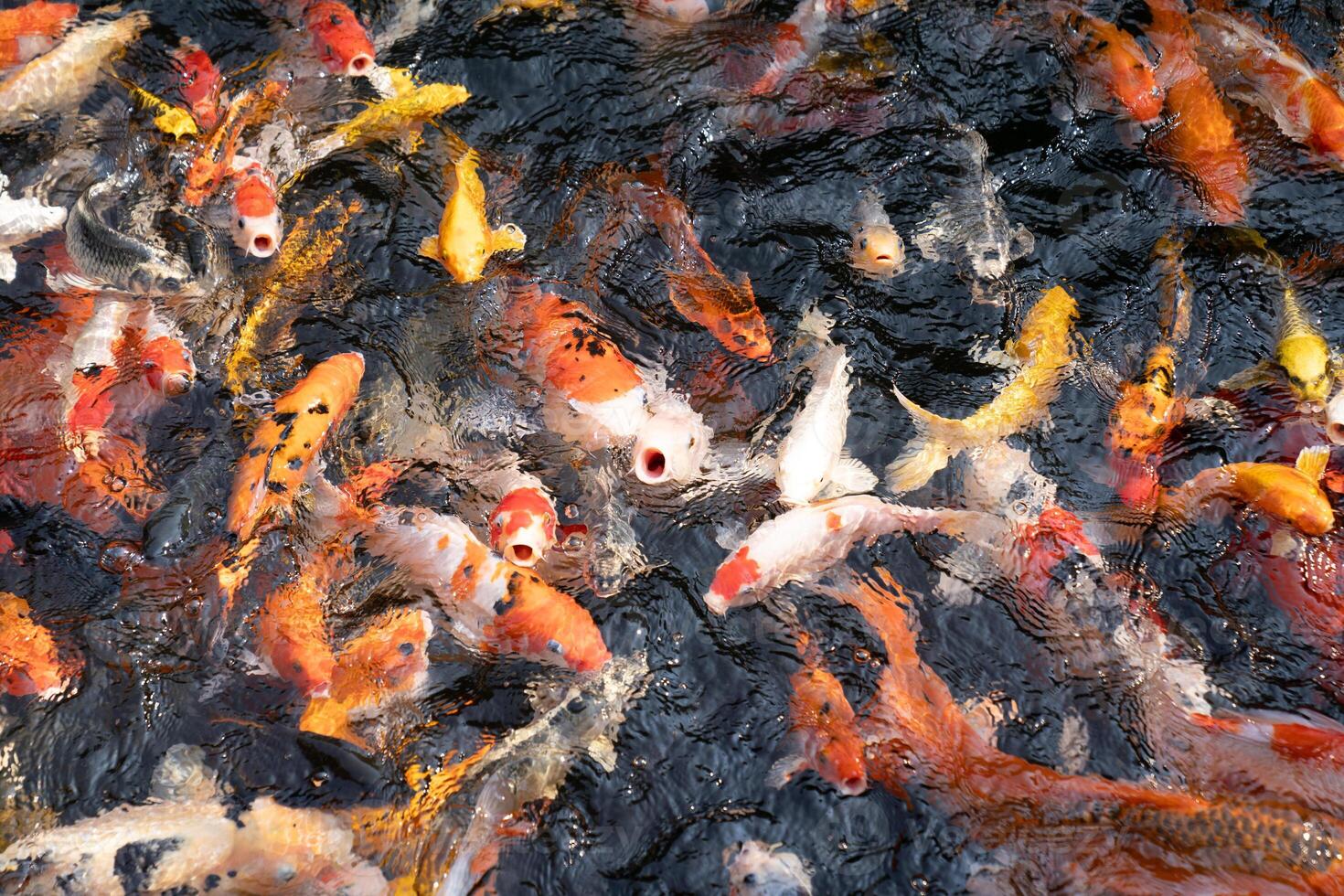 A large school of Koi fish cluster together. photo