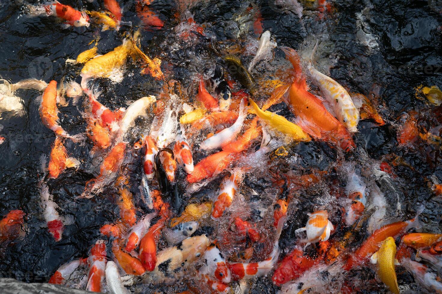 A large school of Koi fish cluster together. photo