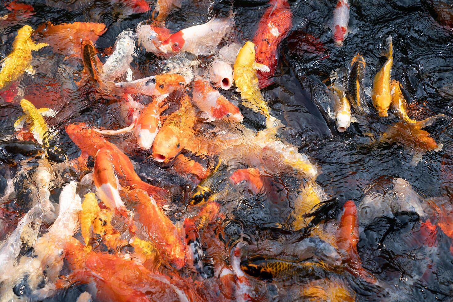 A large school of Koi fish cluster together. photo