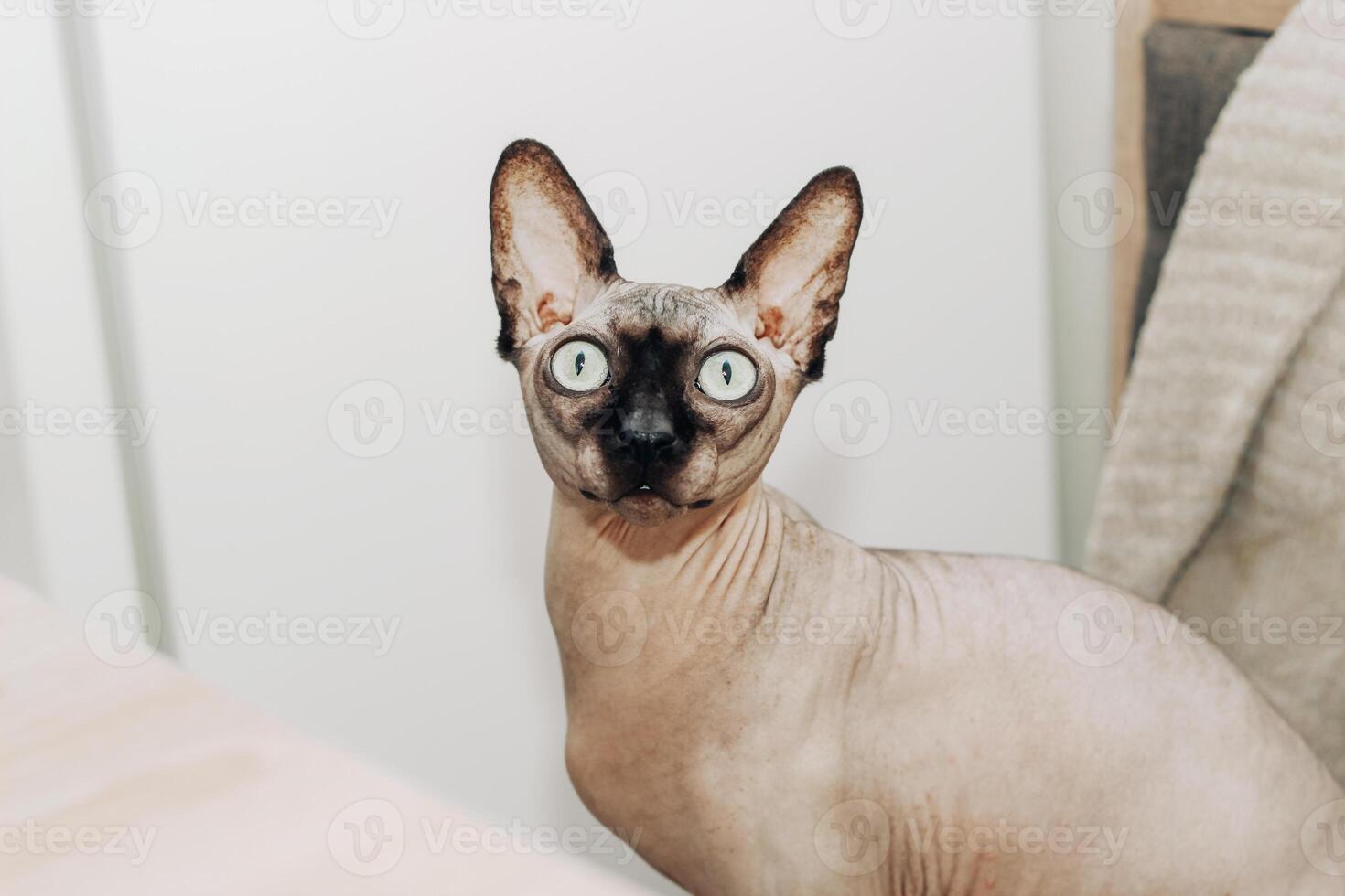 Canadian bald cat purebred sphynx, wrinkled pet without fur. photo