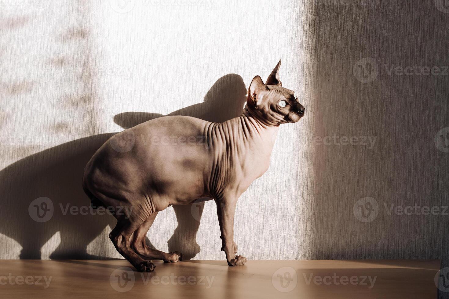 A bald cat of the Canadian Sphynx breed. photo