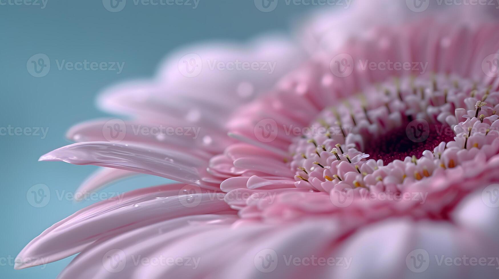 AI generated Soft Pink Gerbera Daisy Flower with Water Droplets Macro Photography photo