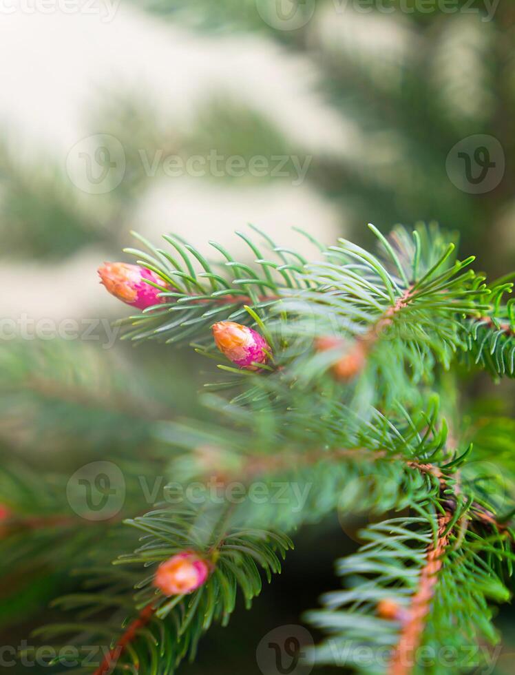Young spruce tree buds. Natural background. Close-up. Selective focus. photo