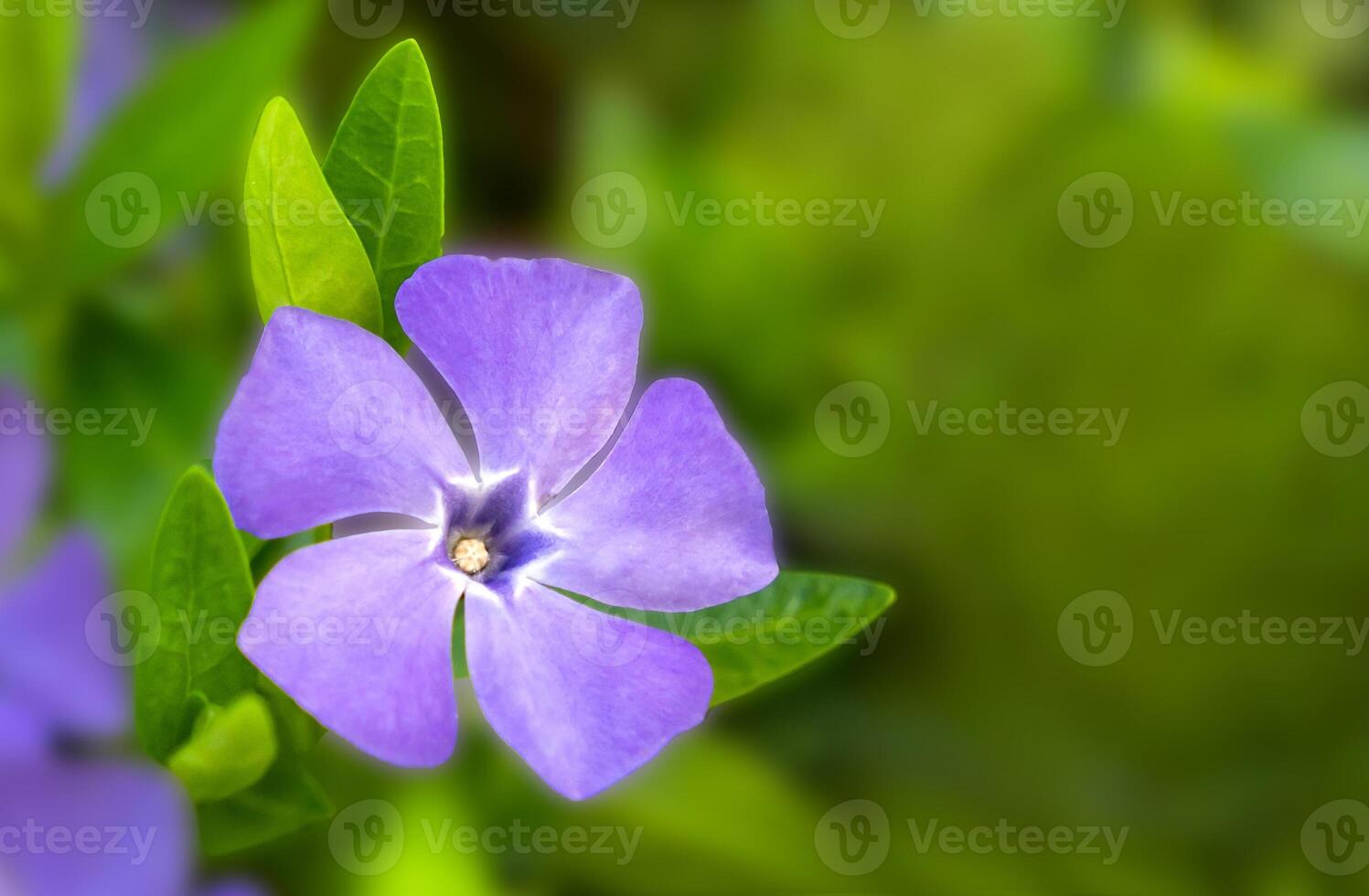 Blue flower of Vinca minor. Spring time. Natural background. Close-up. Copy space. Selective focus. photo