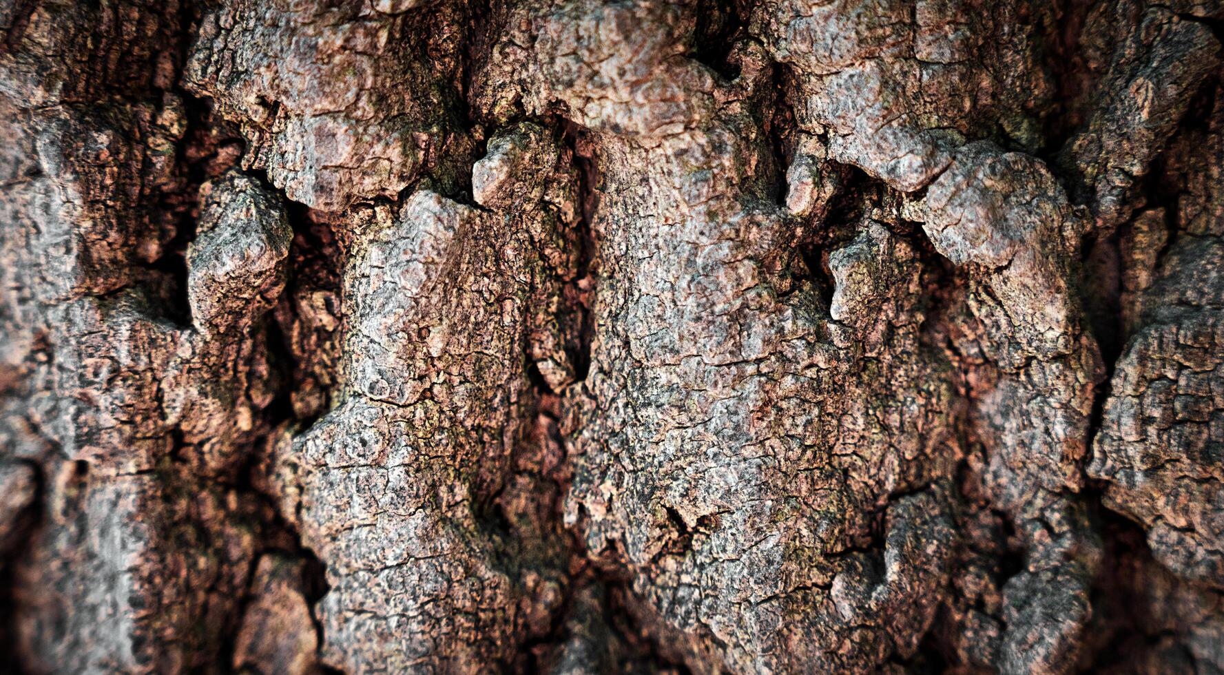 Tree bark texture. Natural background. Close-up. Selective focus. photo