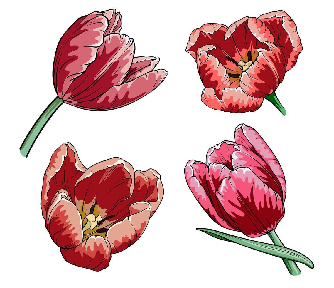 Set of red tulips on a white background. Vector illustration of flower buds on a transparent background