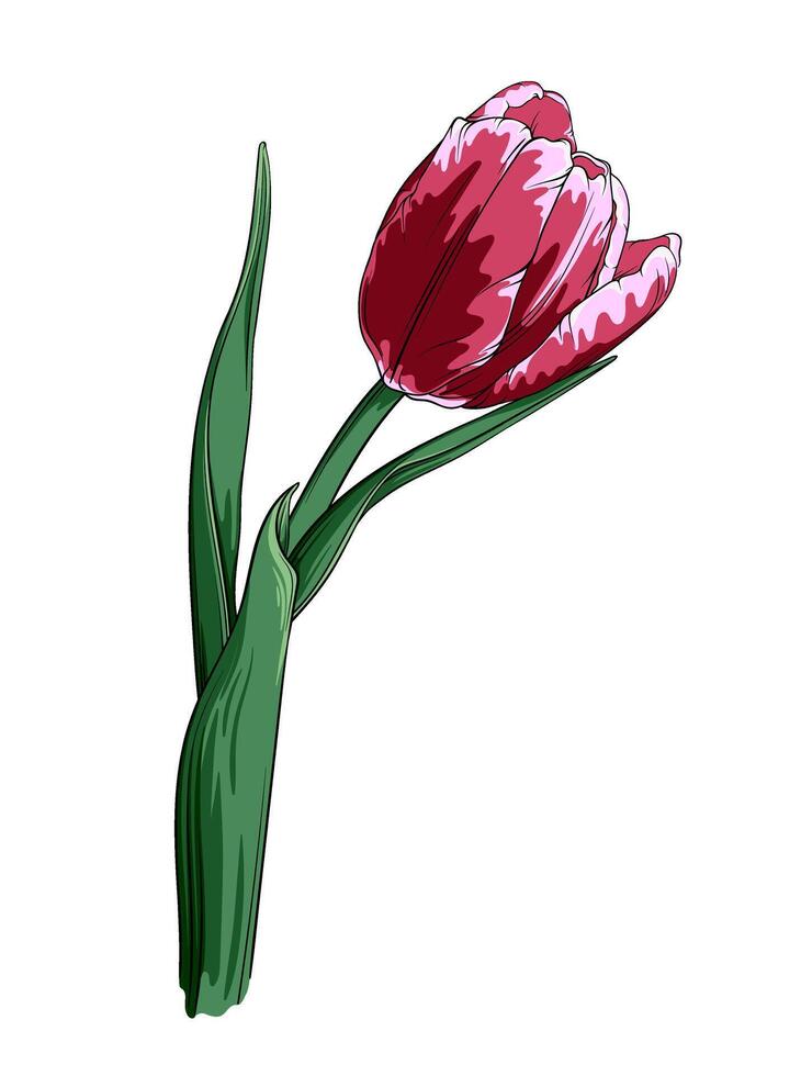 tulipán flor aislado en blanco antecedentes. mano dibujado vector ilustración. dibujos animados plano vector ilustración aislado en blanco antecedentes