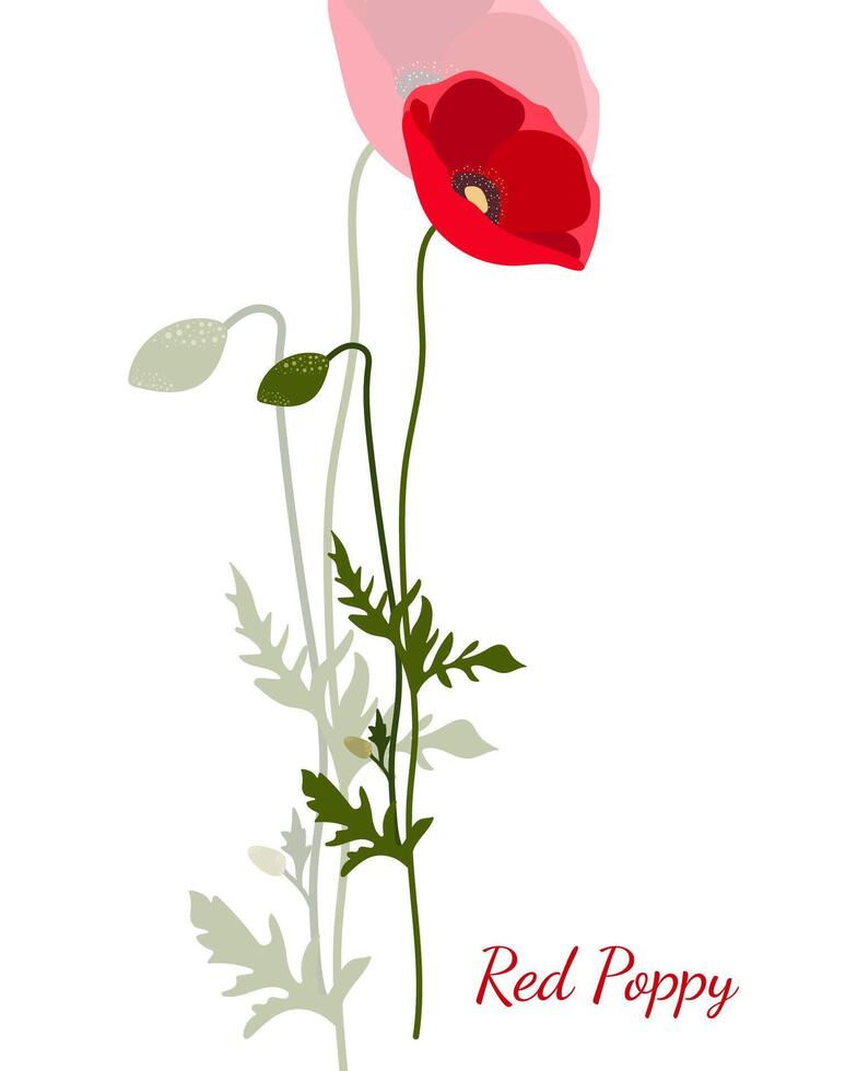 one red flower poppy flat grapgic style vector