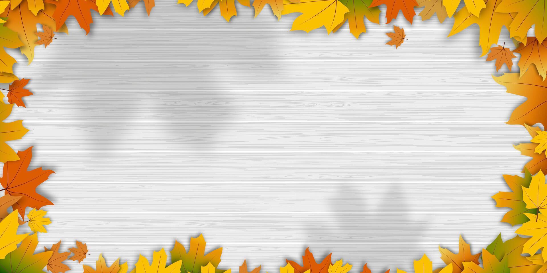 Autumn background with colourful frame of maple leaves, orange,yellow,red on white wood table top.Beautiful fall foliage  decorative border with copy space for text,Autumnal Banner for Thanksgiving vector