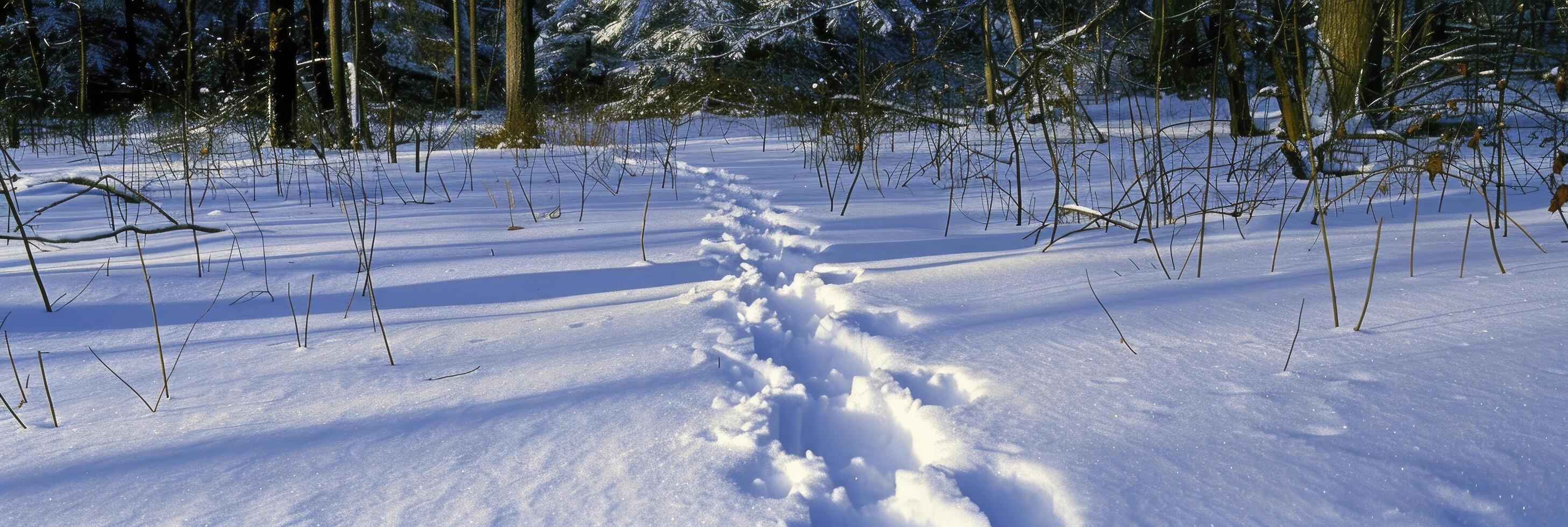 ai generado desbloqueo naturaleza misterios, animal rastreo y nieve impresión identificación - descifrando caminando patrones a identificar fauna silvestre pistas en el nieve foto