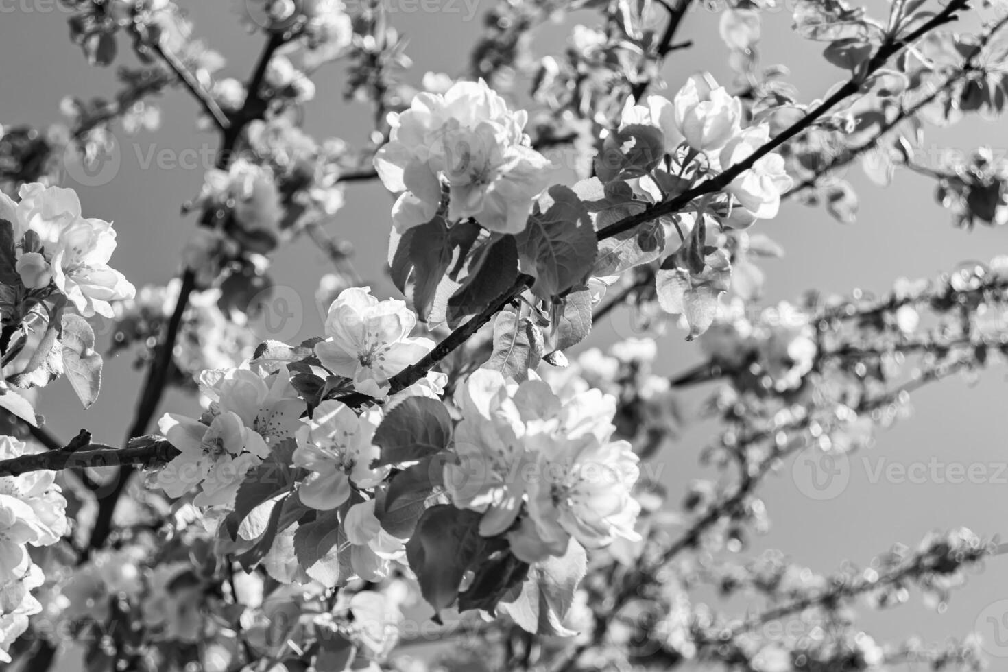 Photography on theme beautiful fruit branch apple tree with natural leaves under clean sky photo