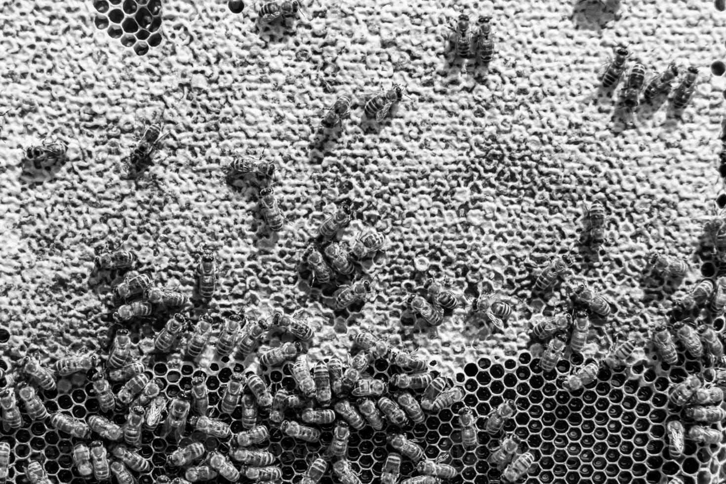 Abstract hexagon structure is honeycomb from bee hive filled photo