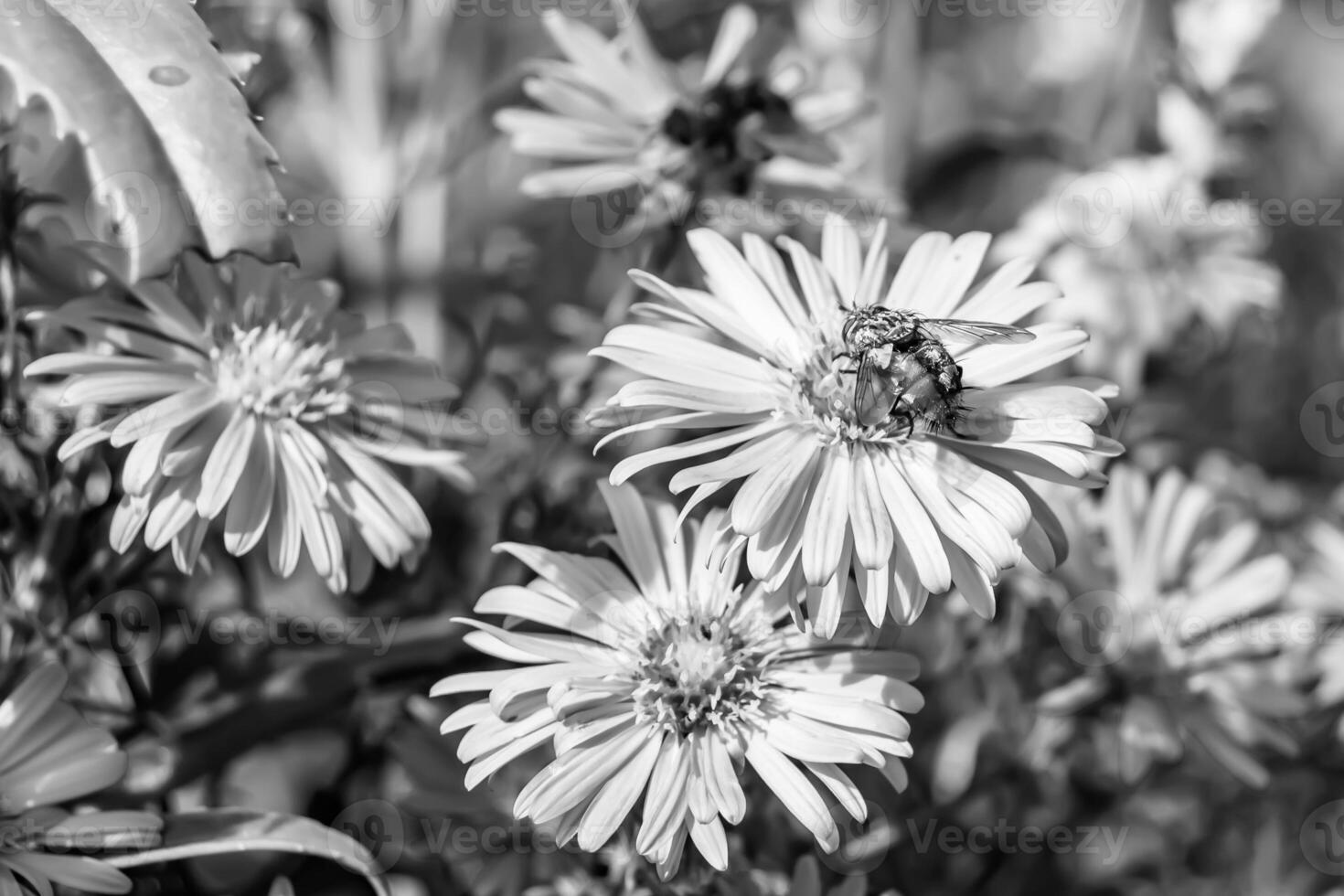 hermosa abeja alada de flores silvestres en el prado de follaje de fondo foto